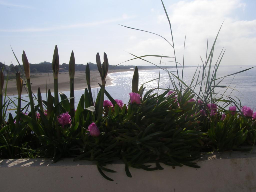 Palastura Apartments Ulcinj Exterior photo